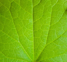 The image shows a close-up of a vividly green leaf with distinct veins forming a complex pattern on its surface.