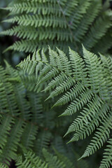 Close-up of summer forest plants, ferns, wildflowers, and green leaves in natural light. Peaceful nature, ecology, and outdoor scenery perfect for background, travel, and relaxation themes.