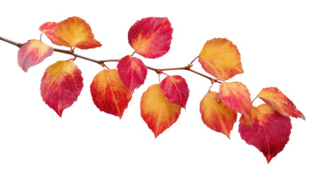 A beautiful branch adorned with vivid red and orange autumn leaves, showcasing the season's rich, warm colors. background removed