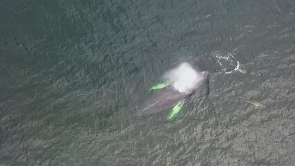 Humpback Whales, Megaptera novaeangliae, travelling and blowing in Donegal Bay, Ireland
