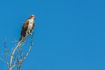 Eagle on branch 