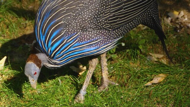 Close up of guinea fowl bird walking around a meadow on a sunny day in spring