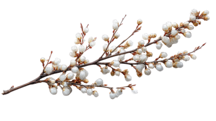 A spring branch adorned with numerous white, tightly closed flower buds, possibly apricot or cherry, against a dark transparent background, symbolizing new beginnings. background removed