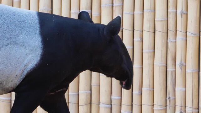 Close up of of a tapir walking along a bamboo wall on a sunny summer day