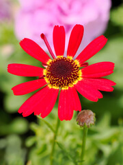 Close-up red chrysanthemum carene in french garden