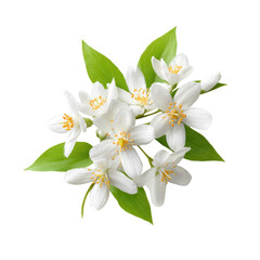 Fototapeta premium A beautiful cluster of fragrant white jasmine flowers with vibrant green leaves, showcasing their delicate petals and yellow centers. background removed