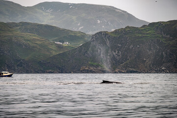 Humpback Whale, Megaptera novaeangliae, blowing by Teelin in Donegal Bay, Ireland