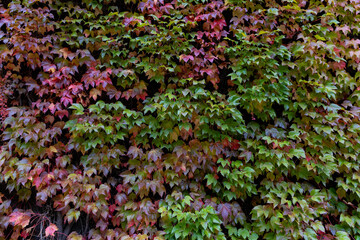 verfärbter wilder Wein im Herbst in rot und grün