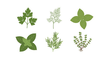 Flat botanical herb collection with parsley, dill, basil, mint, rosemary, and thyme