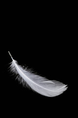 weiße Feder vor schwarzem Hintergrund