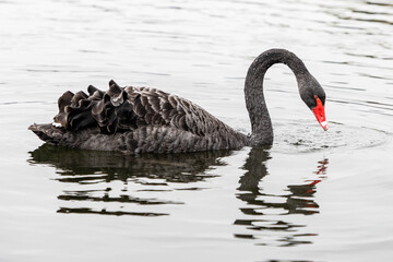 wunderschöner schwarzer Schwan