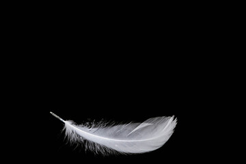 weiße Feder vor schwarzem Hintergrund
