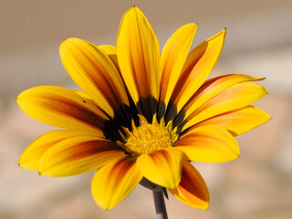 Close-up yellow Gazania with its many stamens in french garden on the beige background