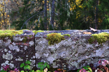 a moss-covered stone wall in a forest setting