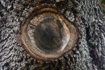 a cut branch and detailed tree rings surrounded by rough, textured bark