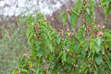 Close up of buds on a poplar leaved cistus (cistus populifolius) plant