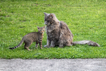 Un grand Maine Coon à la fourrure longue et épaisse, couleur fumée, se pose près d'un jeune...