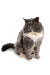 Fluffy, street, homeless, gray cat with white spots close-up on a white background