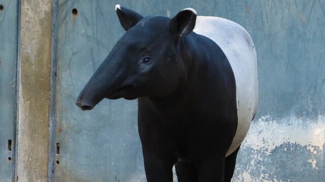 Close up of an malayen tapir head moving it's nose and his head im a shady place