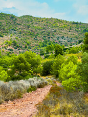 Experiencing nature's tranquility on a winding dirt path through lush greenery in a serene mountainous landscape