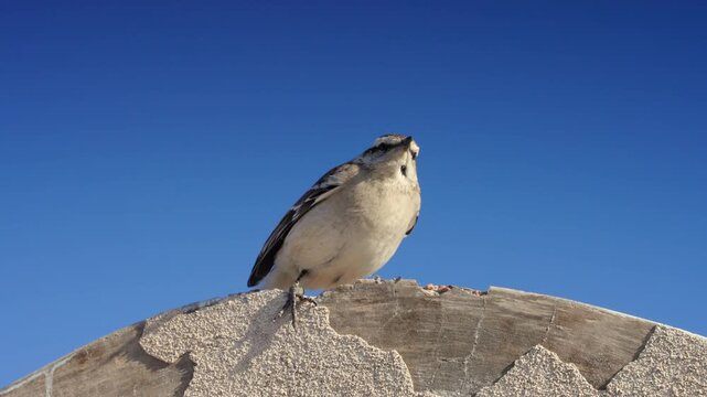 Close-up of a rufous hornero standing on a branch against a bright blue sky in daylight