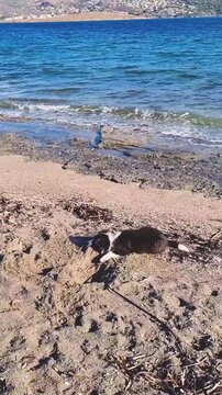 A border collie puppy on a sandy beach. He digs sand at the water's edge. Mediterranean Sea, Greece. It's a clear day.