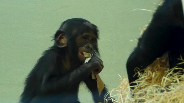Close up of a young baby bonobo eating and chewing while sitting around.