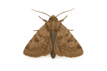 Brown moth standing with wings spread, intricate patterns on fluffy body, top view with transparent background
