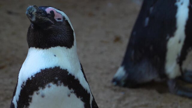 Close up of Humboldt or jackass penguin head standing around and watching