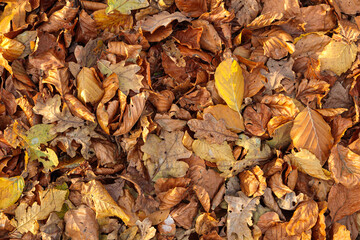 A close-up of dry fallen leaves in warm brown and yellow tones lying on forest ground in autumn park in the Netherlands. Natural texture of leaves under sunlight, symbol of fall season 