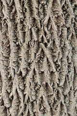 Obraz premium Detailed close-up of rough brown tree bark with deep ridges and natural patterns, photographed in a park in the Netherlands. Sharp texture suitable for background, eco design, or nature studies