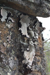 Mosses and lichens of the polar tundra on an autumn day.