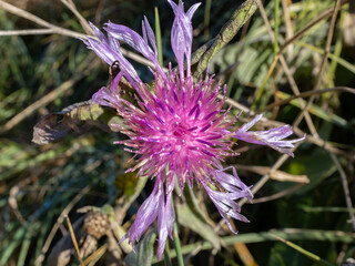 A Vibrant Purple Thistle-like Knapweed Flower With Delicate Petals Captured From Above Amidst Natural Greenery