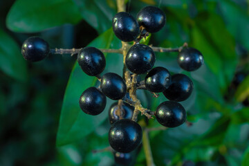 A Cluster Of Shiny Dark Blue-black Berries Of Privet Ligustrum Vulgare Hangs From A Branch Amidst Green Foliage