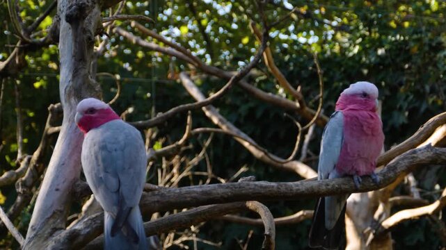 Close up of a Pink galah cockatoo parrot sitting on a tree branch and looking around on asunny day	