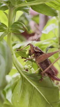 Grasshopper Eating Basil: Macro Pest Control