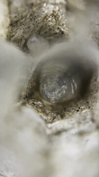 Wasp Larva in Nest Cell: Macro Life Cycle