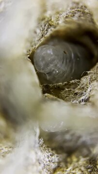 Wasp Larva in Nest Cell: Macro Life Cycle