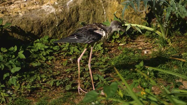 Close up of a wading bird avocat flapping his wings ona meadow ona sunny morning in spring
