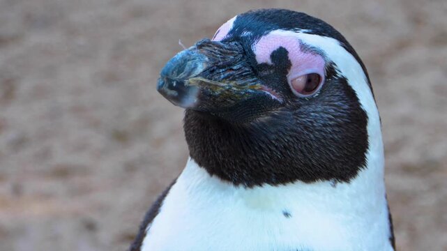 Close up of Humboldt or jackass penguin head standing around and watching