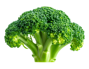 Fresh broccoli head isolated on transparent background PNG