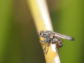 Anthomyia es un género de moscas pequeñas de la familia Anthomyiidae, comunes en ambientes templados, que suelen alimentarse de materia orgánica en descomposición