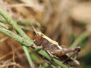 Gomphocerippus rufus es un saltamontes común en praderas europeas, de color marrón rojizo y canto...