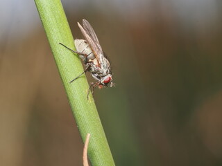 Anthomyia es un género de moscas pequeñas de la familia Anthomyiidae, comunes en ambientes templados, que suelen alimentarse de materia orgánica en descomposición
