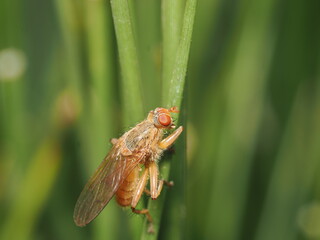 Scathophaga stercoraria es una mosca amarilla que suele encontrarse en esti&eacute;rcol, donde se alimenta y reproduce; los machos destacan por su color dorado.