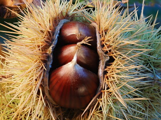 Las casta&ntilde;as son frutos del casta&ntilde;o, de c&aacute;scara marr&oacute;n y pulpa comestible, ricas en almid&oacute;n y muy consumidas asadas o cocidas en oto&ntilde;o.