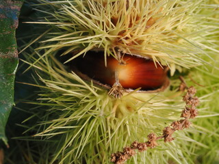 Las casta&ntilde;as son frutos del casta&ntilde;o, de c&aacute;scara marr&oacute;n y pulpa comestible, ricas en almid&oacute;n y muy consumidas asadas o cocidas en oto&ntilde;o.