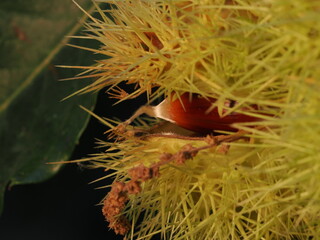 Las casta&ntilde;as son frutos del casta&ntilde;o, de c&aacute;scara marr&oacute;n y pulpa comestible, ricas en almid&oacute;n y muy consumidas asadas o cocidas en oto&ntilde;o.