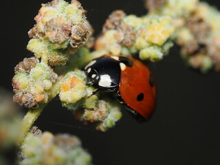 La mariquita es un peque&ntilde;o escarabajo de colores brillantes, generalmente rojo con puntos negros, beneficioso por alimentarse de pulgones y otras plagas.