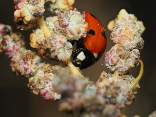 La mariquita es un peque&ntilde;o escarabajo de colores brillantes, generalmente rojo con puntos negros, beneficioso por alimentarse de pulgones y otras plagas.